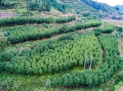种植什么树好看又致富?--探讨园林绿化与经济发展的和谐之道